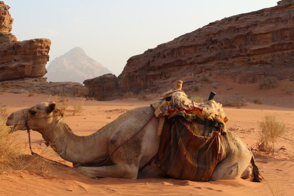 Moon City Camp Bed & Breakfast Wadi Rum Exterior photo